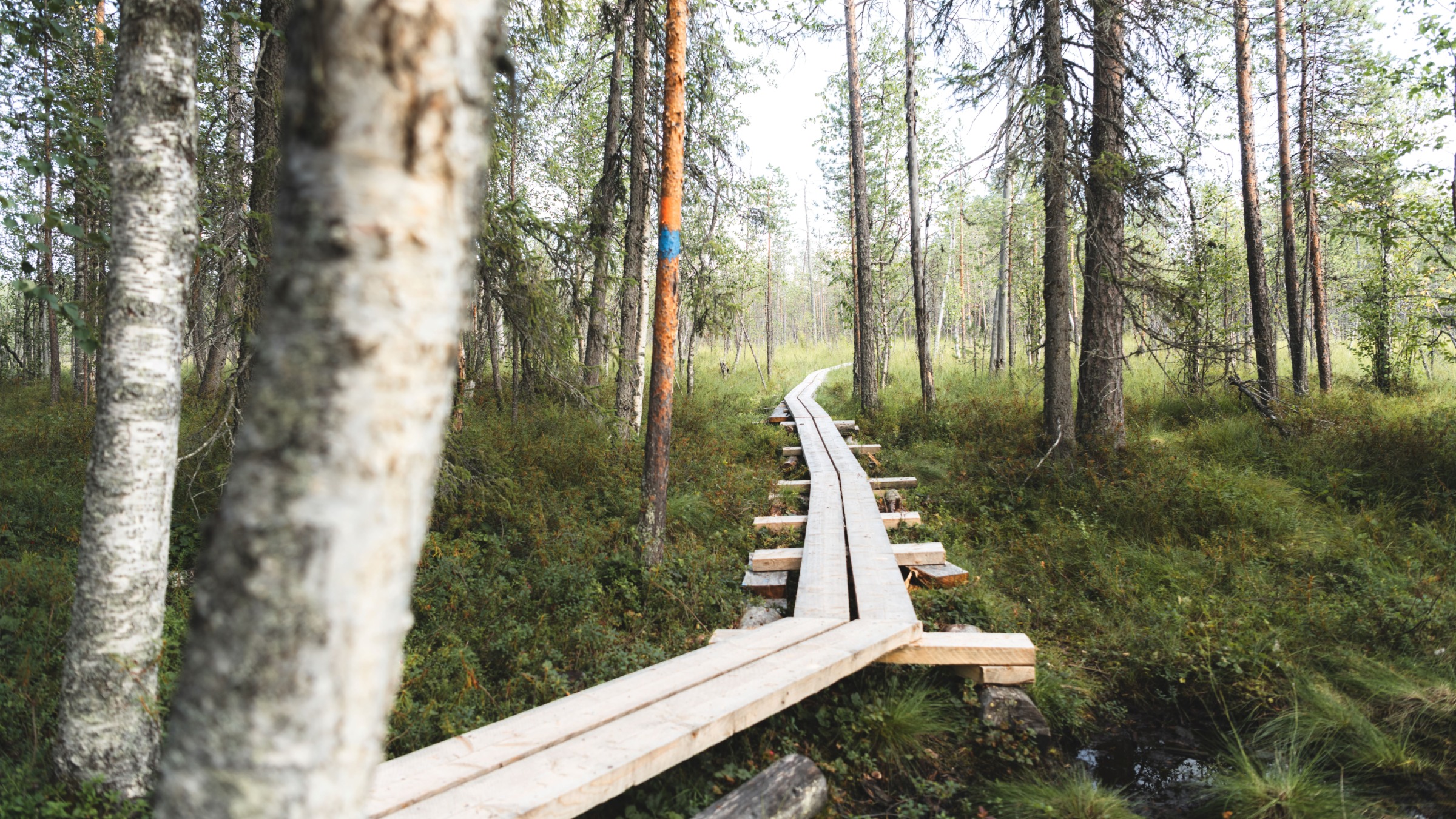 Kesäiltana kuvatut pitkospuut metsäreitillä