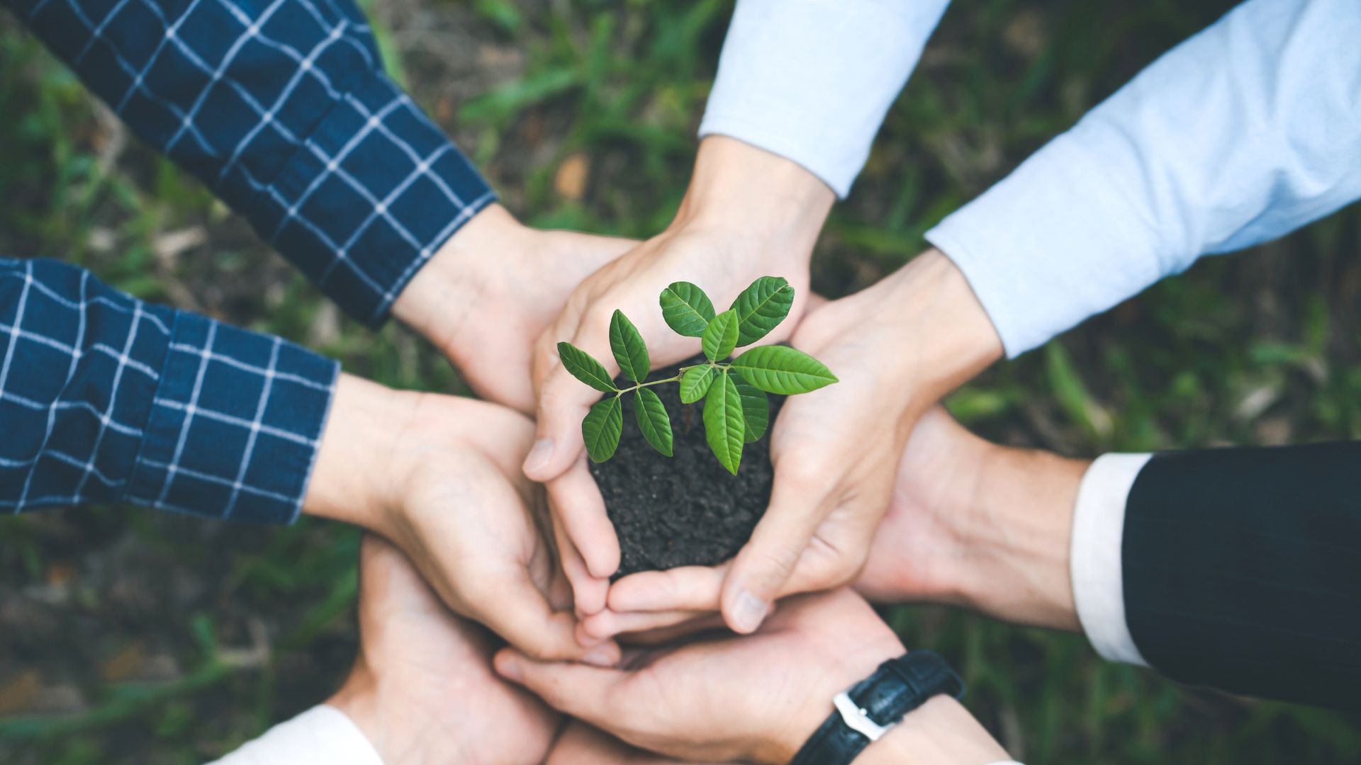 Yhteistyötä kuvaava otos taimesta, jota pitelee 8 kättä